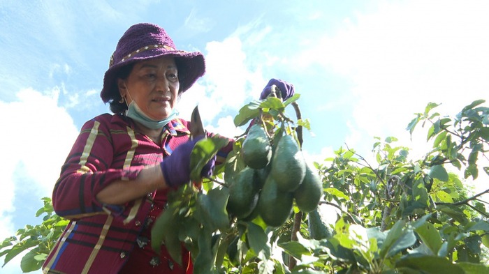 Phụ nữ Đắk Lắk xây dựng nông thôn mới bằng những việc làm thiết thực- Ảnh 3.