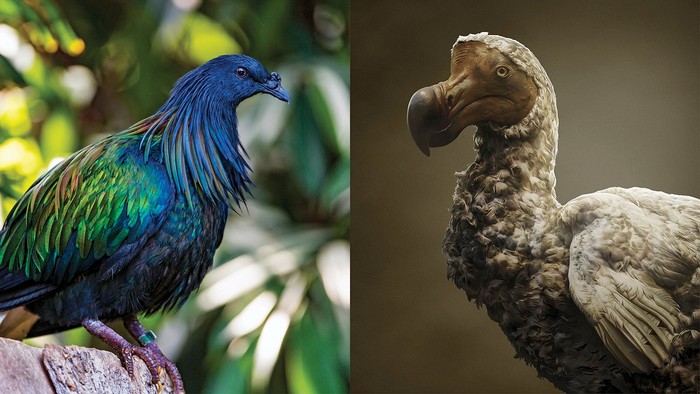 Các nhà khoa học có kế hoạch hồi sinh chim Dodo, nhưng chính xác thì họ làm điều đó như thế nào? - Ảnh 4.