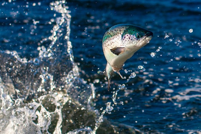 Brazil: Kỳ lạ đàn cá “tự chui đầu vào ca” - Ảnh 3.