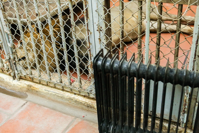 Bật máy sưởi, bình nóng lạnh, đốt lửa để giữ ấm cho động vật quý hiếm ở Vườn thú Hà Nội- Ảnh 9.