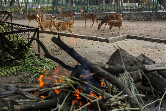 Bật máy sưởi, bình nóng lạnh, đốt lửa để giữ ấm cho động vật quý hiếm ở Vườn thú Hà Nội- Ảnh 13.