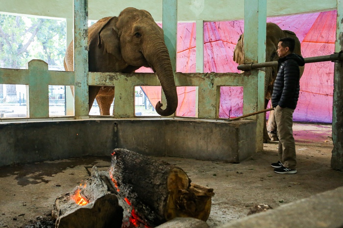 Bật máy sưởi, bình nóng lạnh, đốt lửa để giữ ấm cho động vật quý hiếm ở Vườn thú Hà Nội- Ảnh 7.