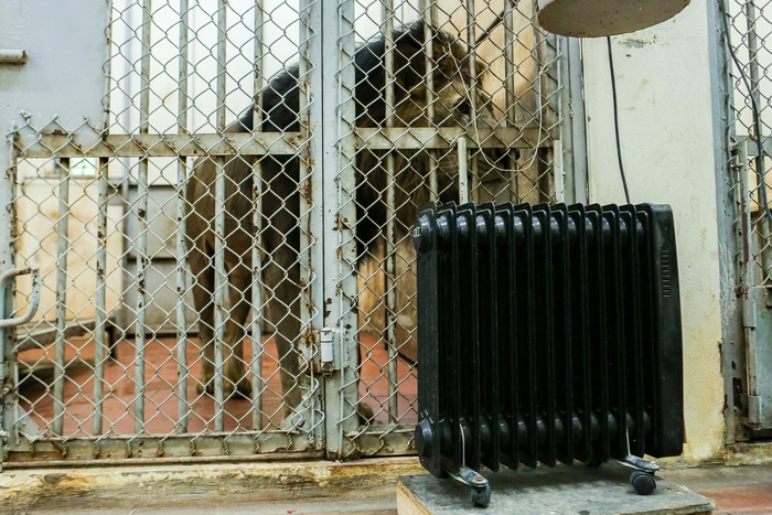 Bật máy sưởi, bình nóng lạnh, đốt lửa để giữ ấm cho động vật quý hiếm ở Vườn thú Hà Nội- Ảnh 8.