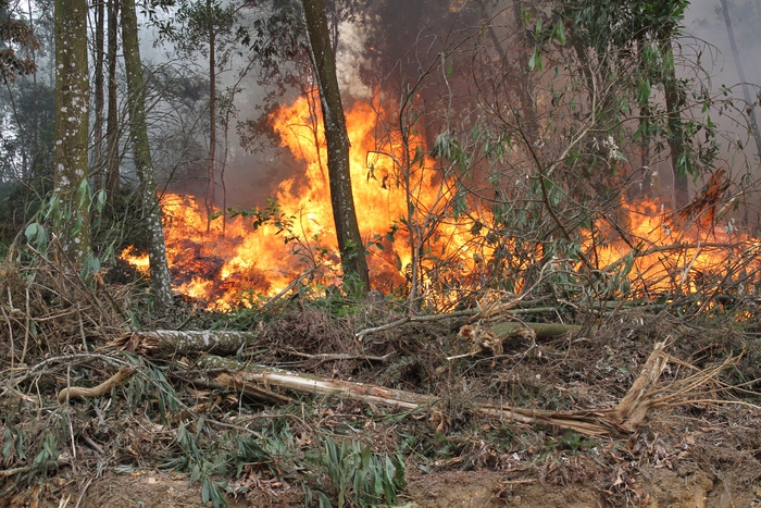 Hơn 800 người tham gia huấn luyện, luyện tập và diễn tập chữa cháy rừng- Ảnh 1.