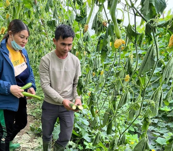 12.000 gốc bí sắp thu hoạch bị kẻ gian phá hoại ở Nghệ An- Ảnh 1.