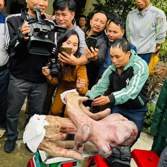 Chiêm ngưỡng cặp nhung nai "khủng" nặng gần 9kg của nông dân xứ Nghệ- Ảnh 1.