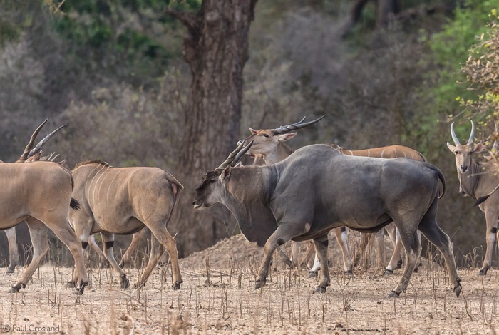 Bí mật về linh dương Eland - loài linh dương to lớn nhất còn tồn tại trên thế giới- Ảnh 3.