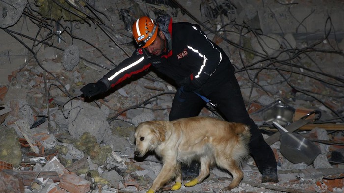 Chú chó cứu hộ khiến thế giới rơi nước mắt: Bị thương ở chân vẫn miệt mài tìm kiếm nạn nhân động đất Thổ Nhĩ Kỳ - Ảnh 2.