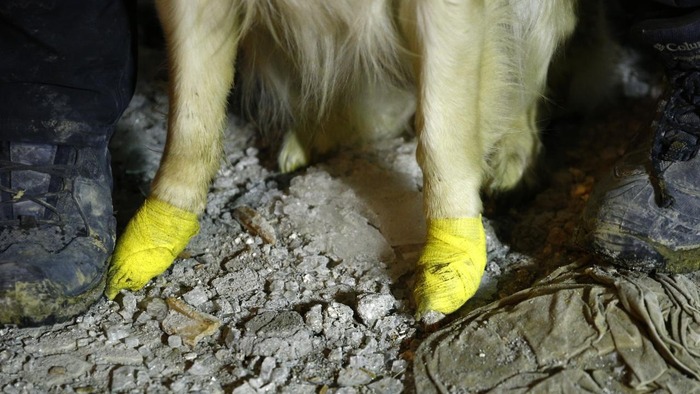 Chú chó cứu hộ khiến thế giới rơi nước mắt: Bị thương ở chân vẫn miệt mài tìm kiếm nạn nhân động đất Thổ Nhĩ Kỳ - Ảnh 9.