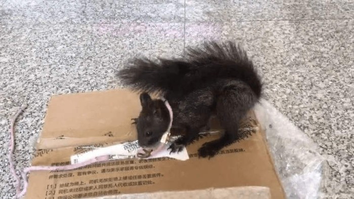 Chán chó, cảnh sát Trung Quốc chuyển qua huấn luyện sóc để truy tìm ma túy - Ảnh 1.