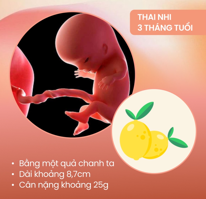 Sự phát triển của thai nhi theo từng tháng kỳ diệu thế nào?  - Ảnh 3.