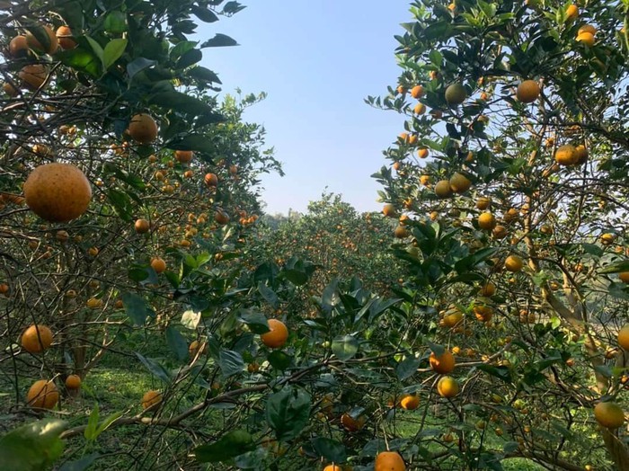 An toàn cho môi trường nông thôn từ trồng cam không sử dụng hóa chất  - Ảnh 2.