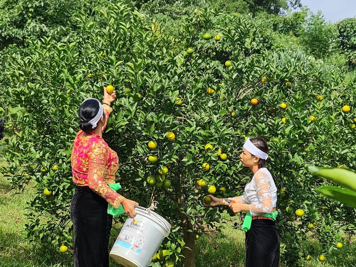 An toàn cho môi trường nông thôn từ trồng cam không sử dụng hóa chất  - Ảnh 5.
