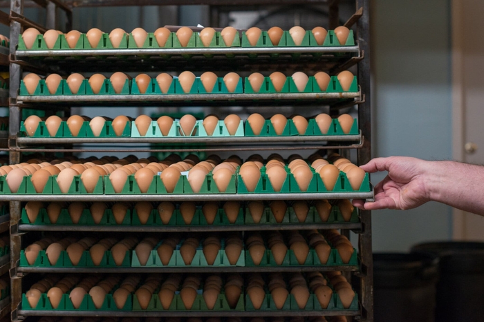 Người dân Mỹ đau đầu vì giá trứng tăng 'như tên lửa' lên gấp đôi sau một năm, phong trào nuôi gà 'tự cung tự cấp' nở rộ - Ảnh 1.