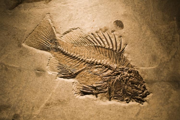 Tại sao trên dãy Himalaya lại có hóa thạch của loài cá? - Ảnh 1.