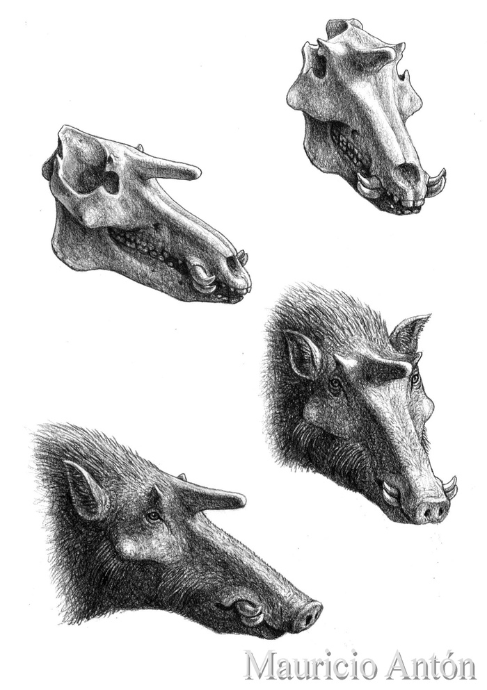 Kubanochoerus gigas: Loài lợn cổ xưa nhưng lại có sừng giống hệt như kỳ lân trong thần thoại - Ảnh 1.