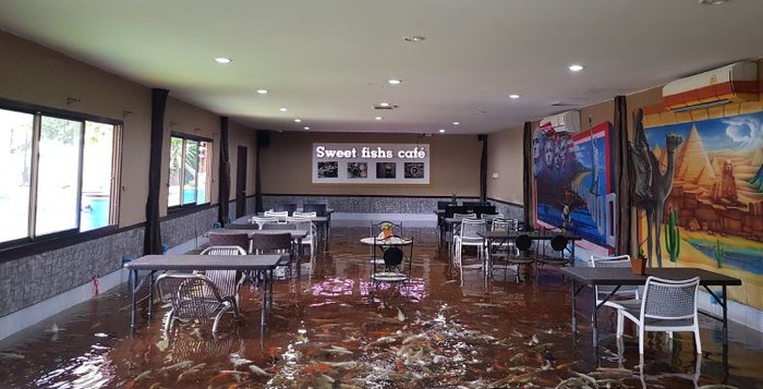 Độc lạ Thái Lan: Quán cafe bơm ngập nước để khách hàng có thể tự do ngâm chân với cá Koi - Ảnh 1.