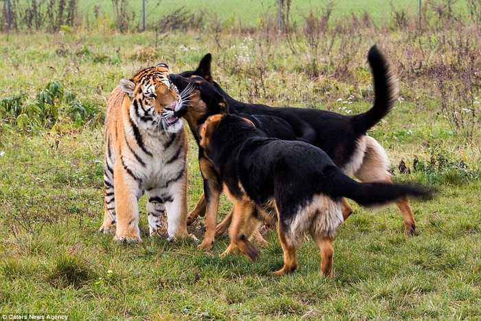 Con chó lớn nhất thế giới có thể đánh bại con hổ nhỏ nhất thế giới không? - Ảnh 4.