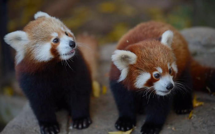 Gấu trúc đỏ có phải là động vật có vú có đuôi dài nhất trên hành tinh ...