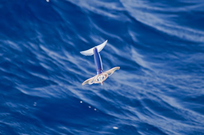 Khả năng kỳ diệu của loài mực, chúng không chỉ bơi dưới biển mà còn có thể bay trên không trung - Ảnh 1.