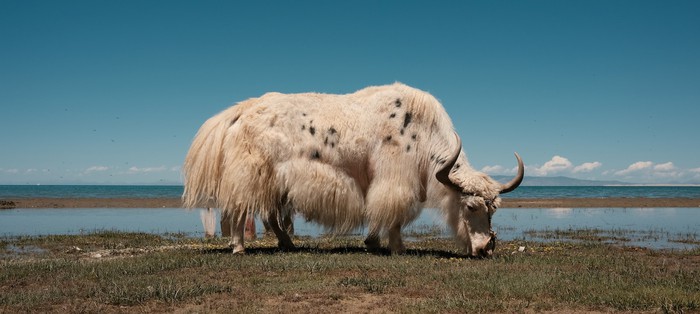 Vì sao bò Tây Tạng lại được coi là &quot;báu vật&quot; của vùng cao nguyên? - Ảnh 5.