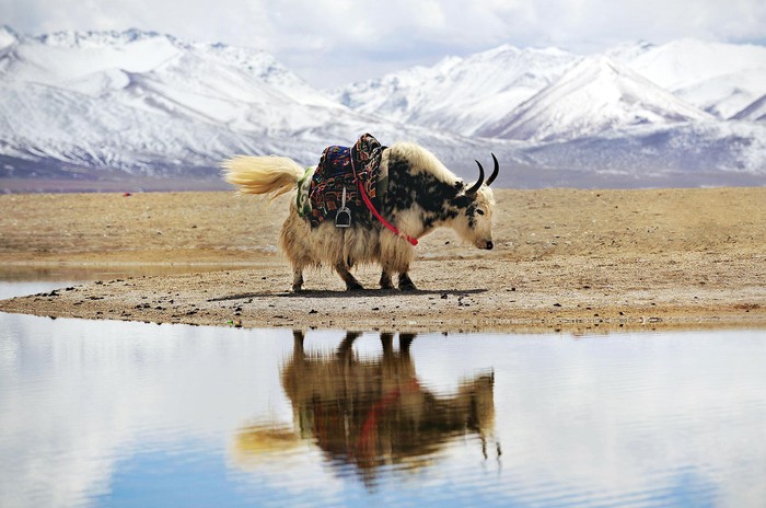 Vì sao bò Tây Tạng lại được coi là &quot;báu vật&quot; của vùng cao nguyên? - Ảnh 3.