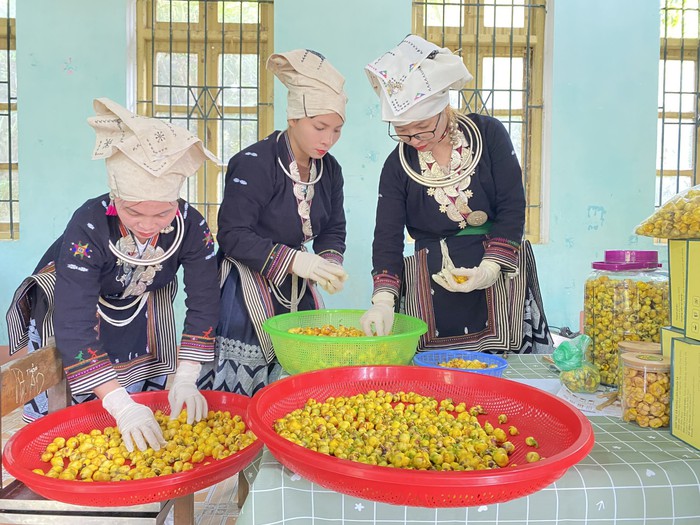 Người đẹp Hợp tác xã Bắc Kạn nỗ lực đưa sản phẩm trà hoa vàng Nghĩa Tá ra thị trường - Ảnh 1.