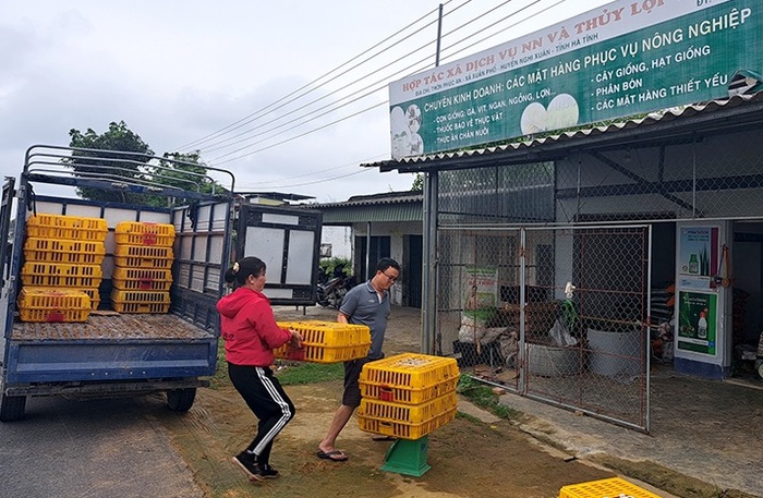 Hà Tĩnh: Nữ giám đốc HTX thành công với mô hình dưa lưới nhà màng - Ảnh 1.