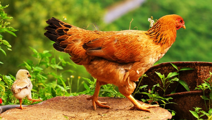  &quot;Tổ liên kết nuôi gà thả vườn&quot;: &quot;Bà đỡ&quot; giúp hội viên đa dạng hóa sinh kế, phát triển chăn nuôi - Ảnh 1.