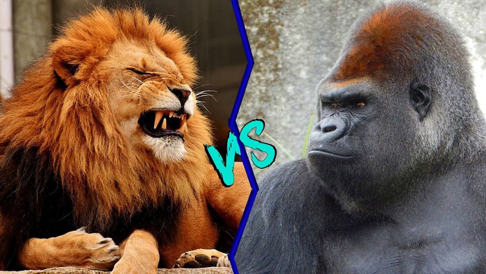 Nếu khỉ đột và sư tử gặp nhau, liệu chiến binh rừng xanh có thể đánh bại vua của các loài thú trên đồng cỏ? - Ảnh 4.