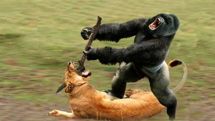Nếu khỉ đột và sư tử gặp nhau, liệu chiến binh rừng xanh có thể đánh bại vua của các loài thú trên đồng cỏ? - Ảnh 9.
