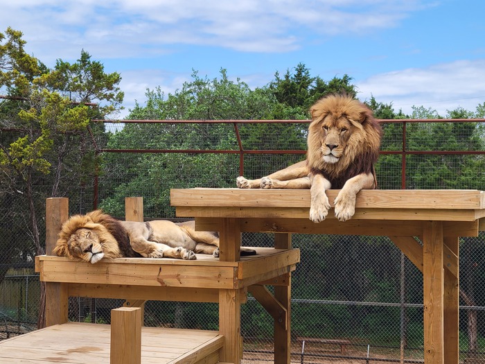 Tại sao sư tử, hổ và những con thú ăn thịt khác trong sở thú hiếm khi được ăn thịt lợn? - Ảnh 1.