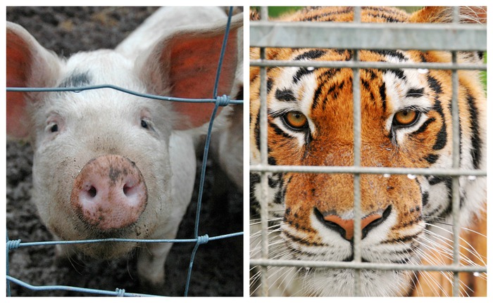 Tại sao sư tử, hổ và những con thú ăn thịt khác trong sở thú hiếm khi được ăn thịt lợn? - Ảnh 4.