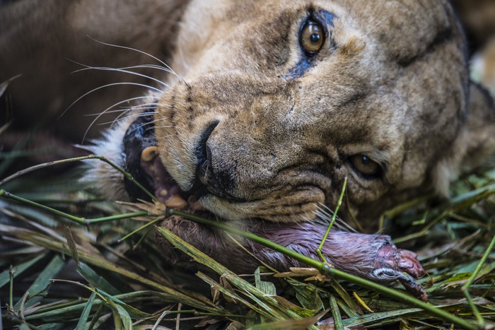 Tại sao sư tử, hổ và những con thú ăn thịt khác trong sở thú hiếm khi được ăn thịt lợn? - Ảnh 2.