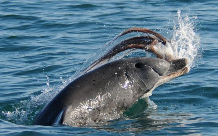 Nước biển mặn và không thể uống trực tiếp, cá heo bổ sung nước bằng ...