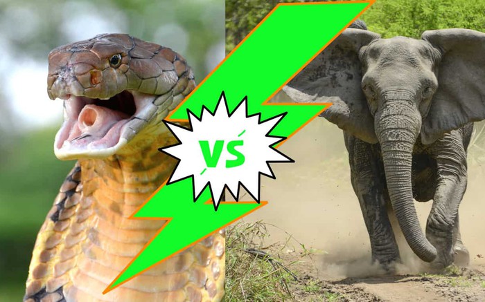 Liệu rắn hổ mang chúa có thể cắn chết được voi châu Phi? » Báo Phụ Nữ ...