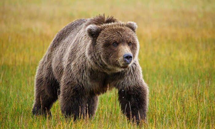 Tại sao lại có những con gấu xám nặng tới gần 1 tấn? - Ảnh 8.
