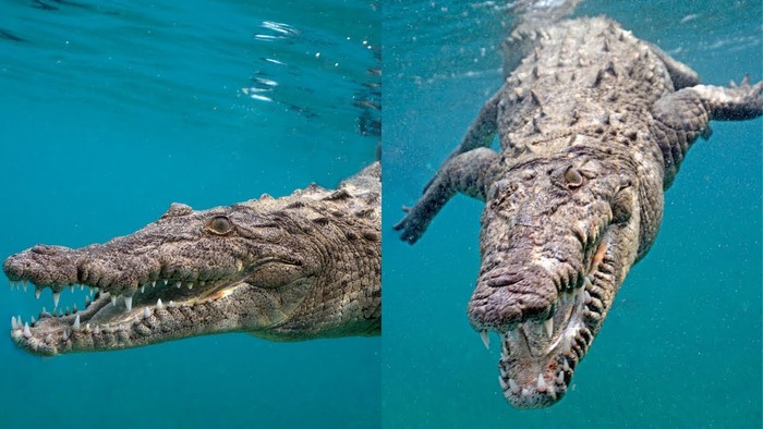 Nếu cá sấu và cá mập trắng lớn gặp nhau, loài nào sẽ sống xót cuối cùng? - Ảnh 5.