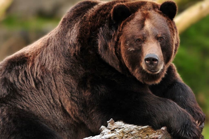 Tại sao lại có những con gấu xám nặng tới gần 1 tấn? - Ảnh 2.