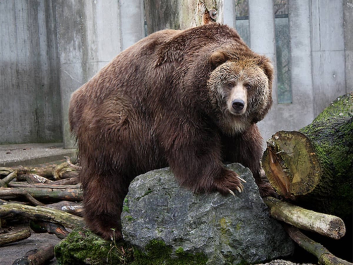 Tại sao lại có những con gấu xám nặng tới gần 1 tấn? - Ảnh 4.