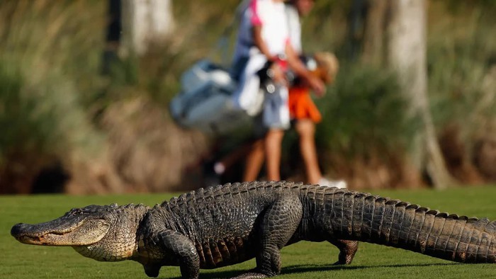 Công việc nhặt bóng golf dưới hồ: Thu nhập khủng nhưng nguy hiểm luôn rình rập - Ảnh 4.