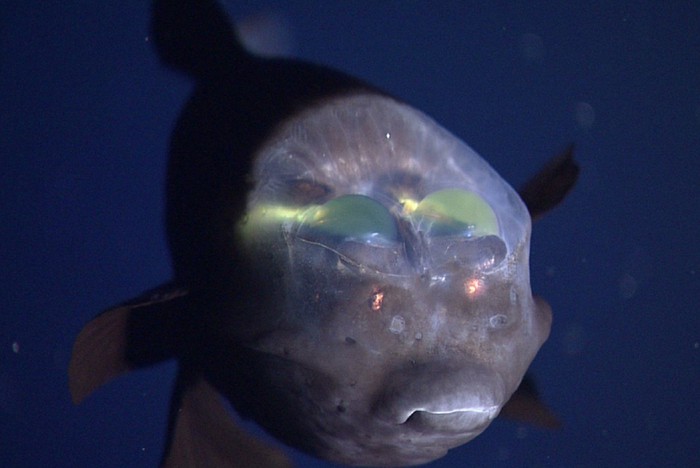 Khoa học phát hiện loài cá sống sâu nhất dưới đại dương ở hơn 8km, vì sao chúng chịu được môi trường khắc nghiệt đến vậy? - Ảnh 3.