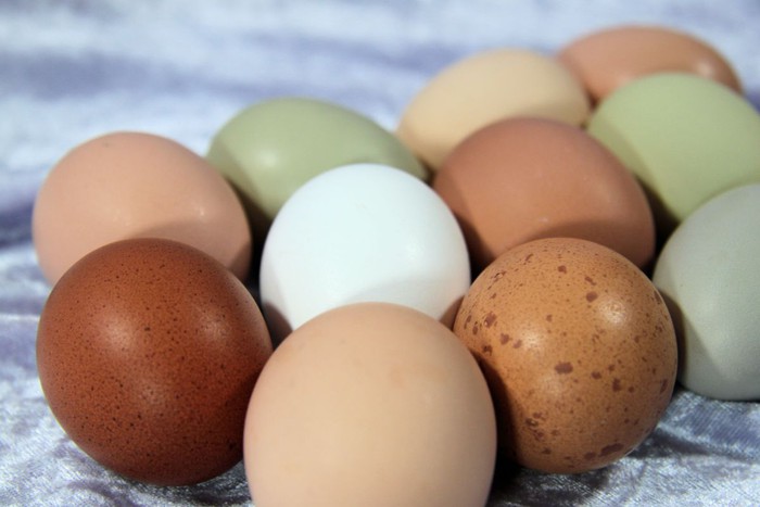Trứng gà vỏ nâu hay vỏ trắng bổ dưỡng hơn? Chuyên gia giải mã lầm tưởng của nhiều người - Ảnh 1.