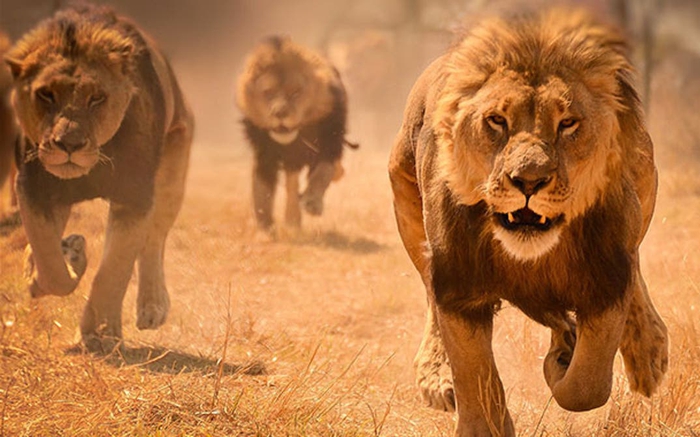 Vua sư tử mới có thể sống yên bình sau khi đánh bại vua sư tử cũ không?