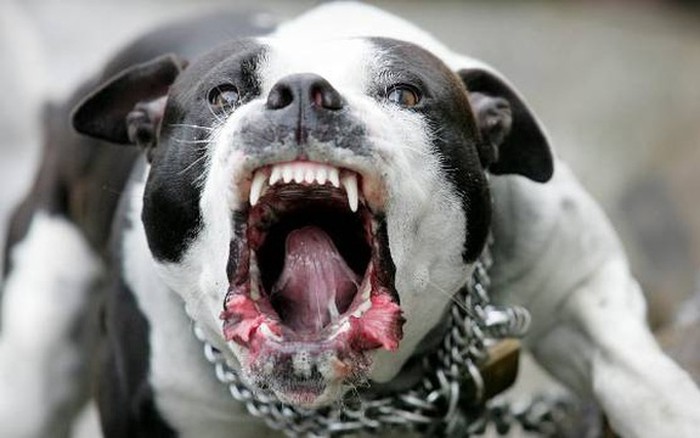 Nếu bị chó PitBull tấn công thì tự vệ thế nào? » Báo Phụ Nữ Việt Nam