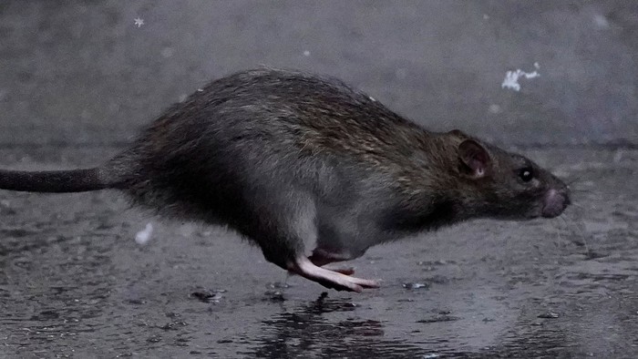 Liệu con người có thể diệt trừ hoàn toàn loài chuột không? - Ảnh 6.