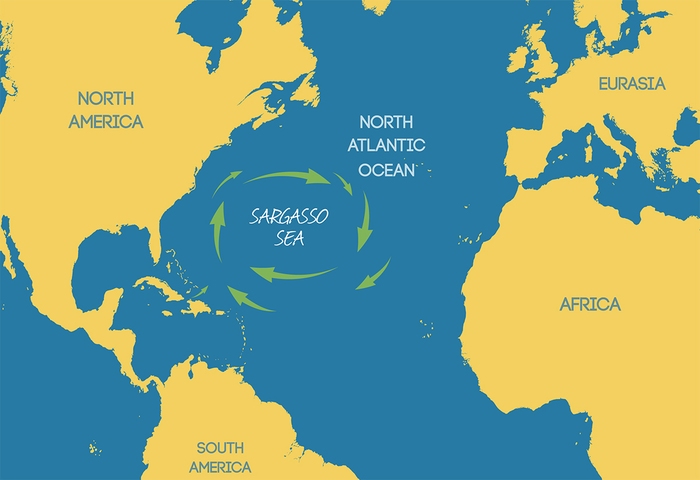 Vì sao biển Sargasso được các nhà khoa học gọi là biển nghĩa địa? - Ảnh 1.