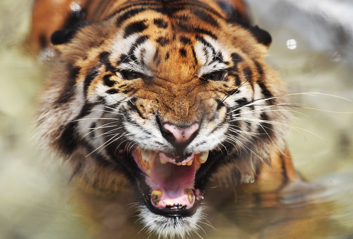 Việc giết một loài ăn thịt lớn khác bằng vũ khí trước mặt một con hổ có khiến nó sợ con người không? - Ảnh 1.