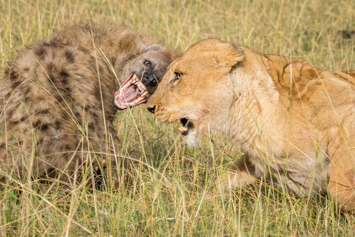 Tại sao sư tử và linh cẩu luôn tỏ ra bất hòa với nhau?  - Ảnh 2.