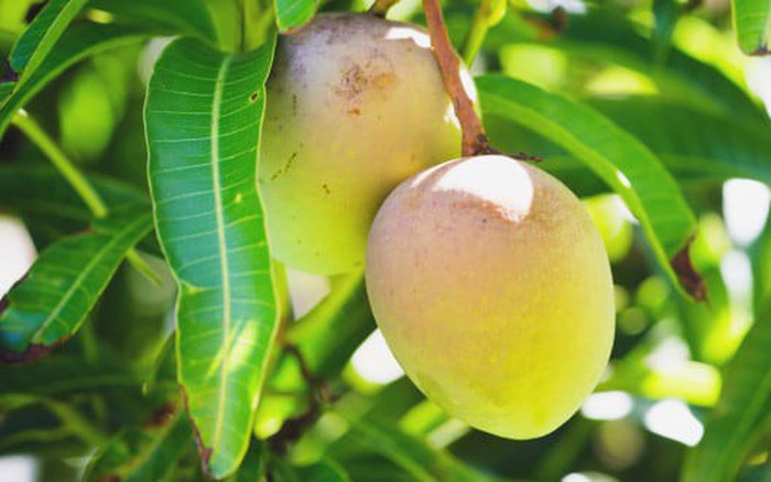 8 công dụng của lá xoài có thể bạn chưa biết